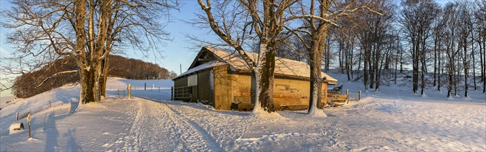 Cattle shed on a pasture in winter