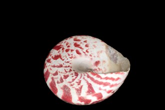 Sea snail Tectus conus