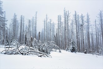 Snow-covered dead spruce (Picea) after infestation by spruce bark beetle or spruce bark beetle
