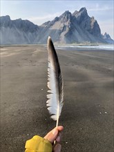 Hand holding feather of a seagull