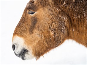Przewalski's horse (Equus przewalskii) during snowfall in winter