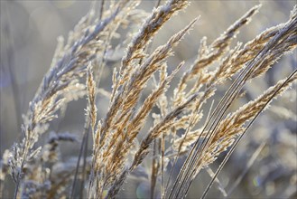 Small reeds (Calamagrostis) with hoarfrost against the light
