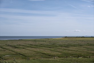 Salt marshes on the coast