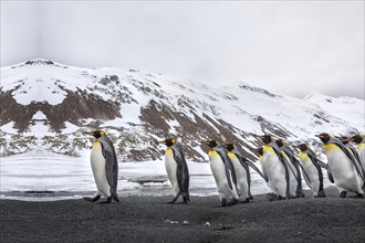 Viele Pinguine spazieren im Sand in der Naehe des Eises