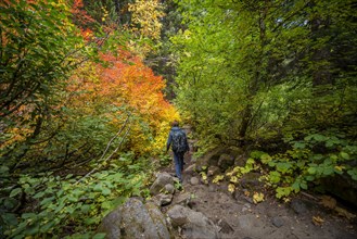 Hikers on a trail in the forest