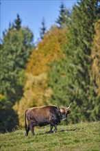 Aurochs (Bos primigenius) standing on a meadow in autumn