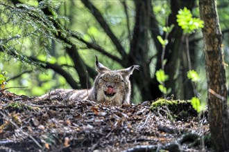 Eurasian lynx (Lynx lynx) lying in the forest