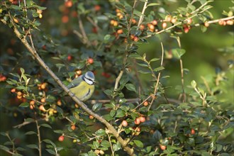 Blue tit (Cyanistes Caeruleus) adult bird on a Cotoneaster tree with red berries
