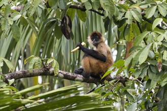 Geoffroy's spider monkey (Ateles geoffroyi) sitting in a tree and eating