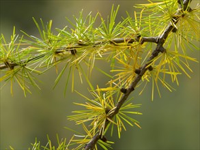 European larch (Larix decidua)