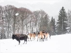 American bison (Bos bison) and przewalski's horses (Equus przewalskii) during snowfall in winter