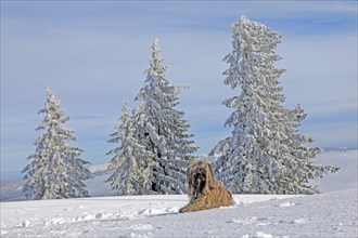 Dog lying in the snow