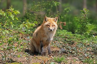 Red fox (Vulpes vulpes) sitting in the forest
