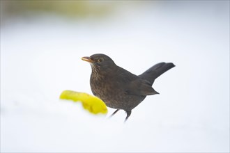 European blackbird (Turdus merula) adult female bird feeding on an apple on a snow covered garden lawn