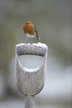 European robin (Erithacus rubecula) adult bird on a snow covered garden fork handle