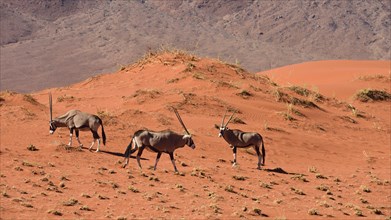 Oryx antelopes (Orxy gazella)