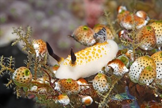 Yellow-spotted star snail (Cadlinella sp.) Nudibranch