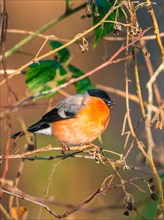 Eurasian Bullfinch (Pyrrhula pyrrhula)