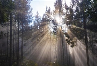 Sunbeams breaking in the morning mist in the coniferous forest