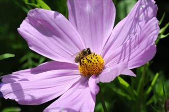 Mexican aster (Cosmea bipinnata)