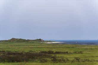 Coastal salt marshes