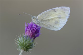 Small cabbage white (Pieris rapae) butterfly