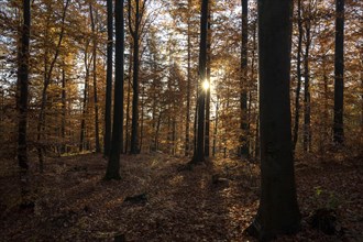Afternoon sun in the beech forest near Liggeringen
