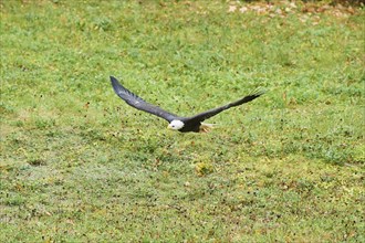 Bald eagle (Haliaeetus leucocephalus) flying over a meadow