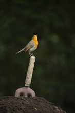 European robin (Erithacus rubecula) adult bird sitting on a garden fork handle