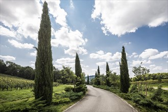 Path with cypresses