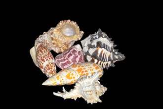 Collection of sea snails