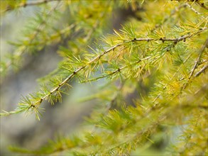 European larch (Larix decidua)