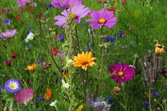 Summer flower meadow