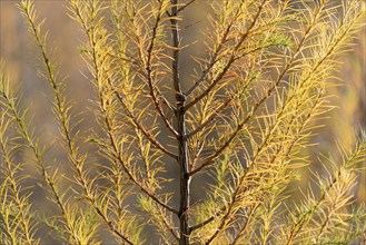 European larch (Larix decidua)