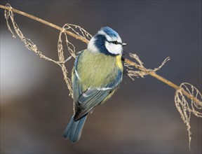 Blue tit (Cyanistes caeruleus) on old fruiting stinging nettle (Urtica dioica)