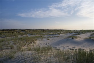 Marram Grass