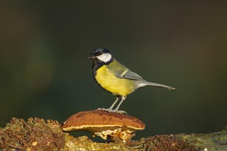 Great tit (Parus major)