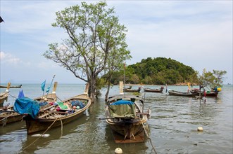 Typical simple Thai fishing boats are tied to tree in water