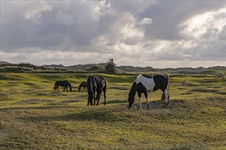 Horses in a paddock near Hvide Sande
