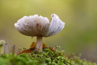Mushroom in the moss