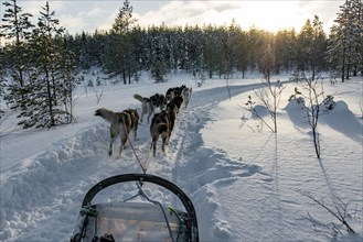 On the road with dog sleds in snowy landscape