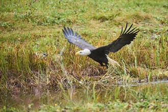 Bald eagle (Haliaeetus leucocephalus) flying over a pond