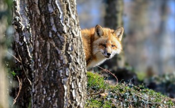 Red fox (Vulpes vulpes) looking out from behind the tree