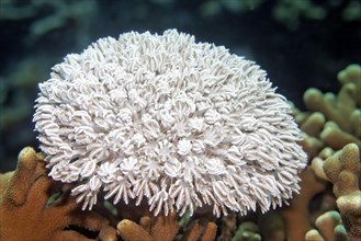Small Xenia coral (Xenia sp.)