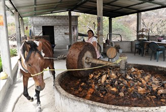 Mezcal extraction