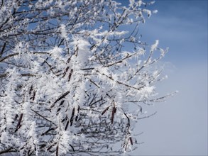 Snow on branches of a tree
