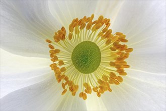 White chinese anemones (Anemone hupehensis)
