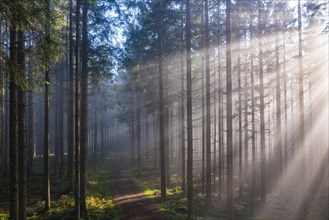 Sunbeams breaking in the morning mist in the coniferous forest