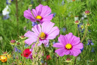 Mexican aster (Cosmea bipinnata)