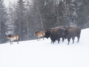 American bisons (Bos bison) and przewalski's horses (Equus przewalskii) during snowfall in winter